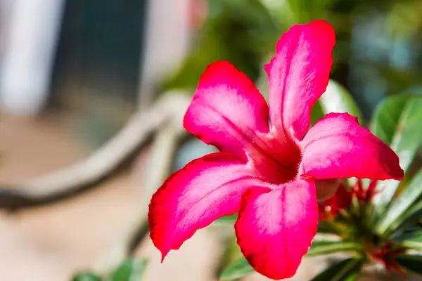 Pouštní Růže Impala Lily Falešné Azalka Květinové Pozadí — Stock fotografie