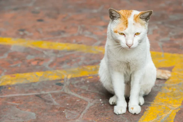 Кіт Сидить Вулиці Чекає Власника — стокове фото