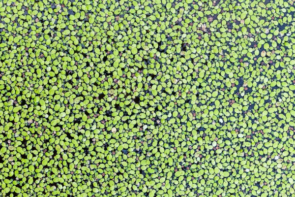 Wasserfarn Mückenfarn Fluss — Stockfoto