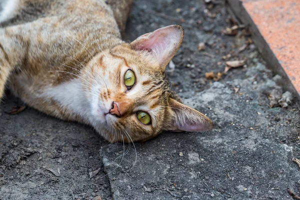 Кіт Таббі Дивиться Камеру Інтенсивно — стокове фото