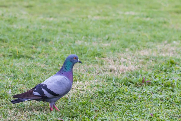 Gray Pigeon Green Grass Background Looking Food — Stock Photo, Image