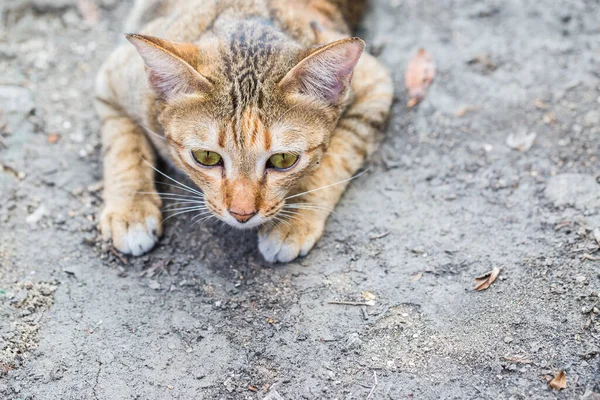 Кіт Спостерігає Полюванням Їжу — стокове фото