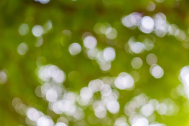 Ağaç arkaplanından soyut dairesel yeşil bokeh