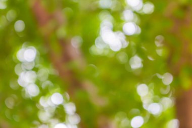 yeşil bulanık bokeh soyut ışık arkaplanı