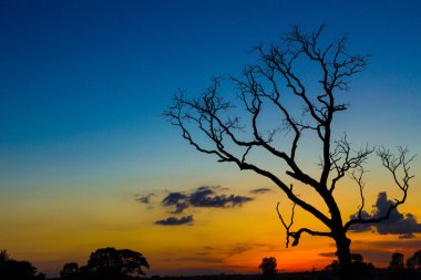 Büyük kuru ağaç silueti, günbatımı gökyüzü arkaplanı