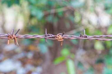 Siyah zemin için paslı ve yeşil çitli dikenli tel.