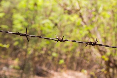 Siyah zemin için paslı ve yeşil çitli dikenli tel.