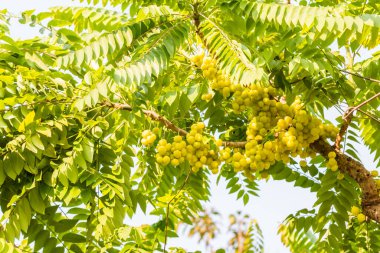 Bahçedeki ağaçta, doğal arka planda bektaşi üzümü