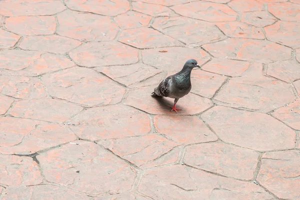 Paloma Una Sola Pierna Caminando Por Suelo — Foto de Stock