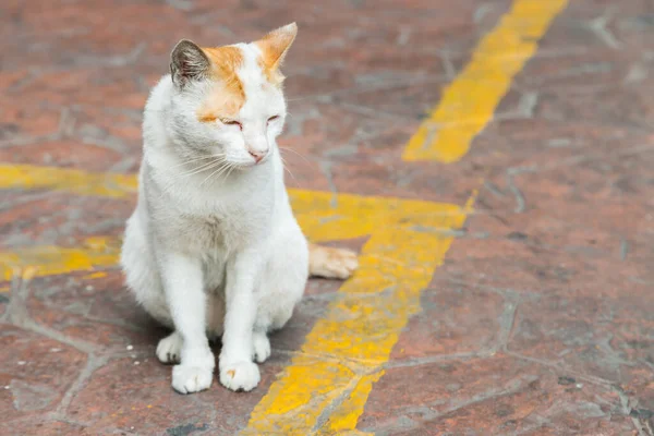 Кот Сидящий Улице Ожидающий Хозяина — стоковое фото