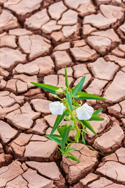 Pattern Cracked Dried Soil Growth White Flower Background — Stock Photo, Image