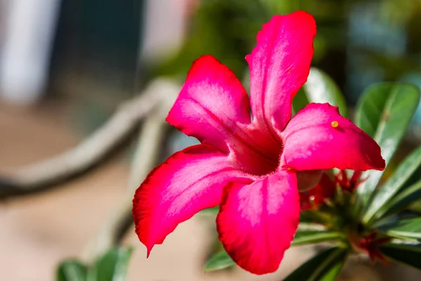 Desert Rose Impala Lily Mock Azalea Flower Nature Background — Stock Photo, Image