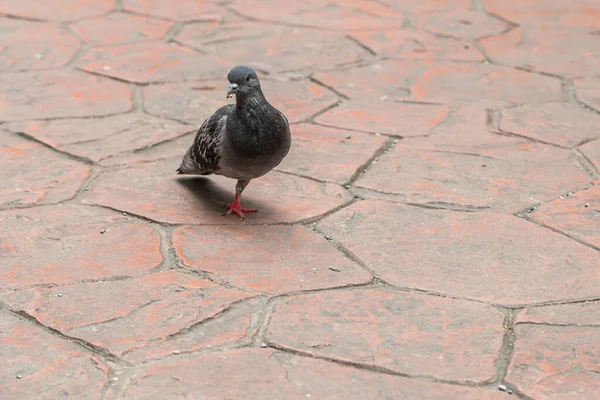 Único Pombo Perna Andando Chão — Fotografia de Stock