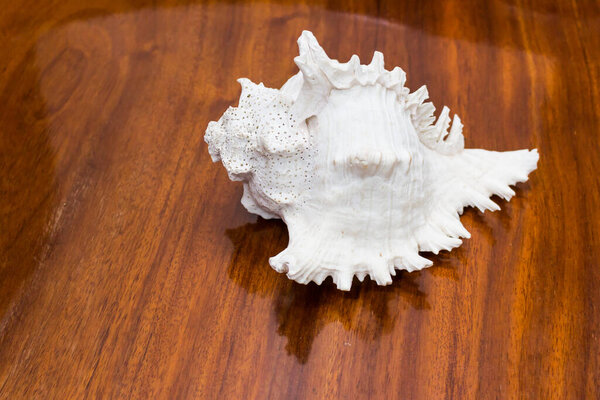 Old Sea shell on brown wood background texture