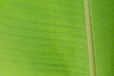 Arkaplan ışığının dokusu Taze yeşil Yaprak arka planı