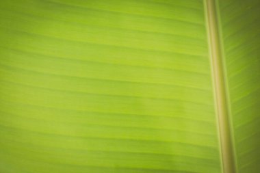 Taze yeşil yaprak arka planının klasik dokusu