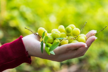 Yeşil bokeh arka planda tutulan kadının elinde yıldız üzümü