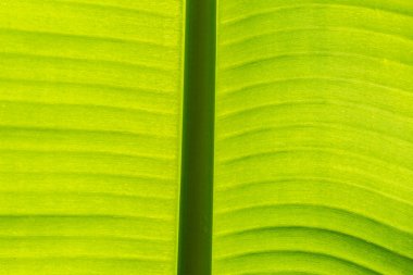 Arkaplan ışığının dokusu Taze yeşil Yaprak arka planı