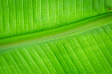 Arkaplan ışığının dokusu Taze yeşil Yaprak arka planı