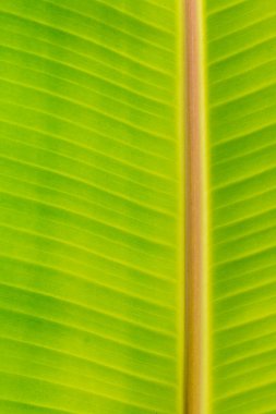 Taze muz yaprağı dokusuna yakın plan, yeşil renk arkaplanı