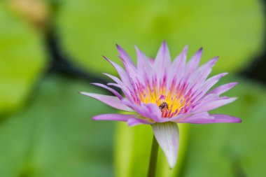 Pembe nilüfer çiçeği yeşil arka planda sarı arıyı siliyor