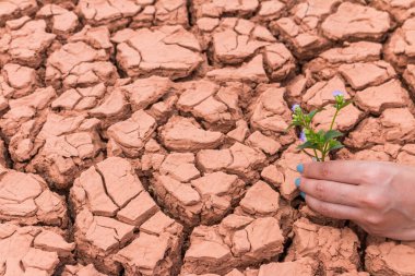 Dünya 'ya yardım etmek için yeryüzündeki çiçek bahçesiyle uğraşan insanlar.