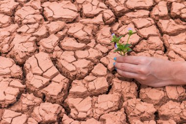 Dünya 'ya yardım etmek için yeryüzündeki çiçek bahçesiyle uğraşan insanlar.