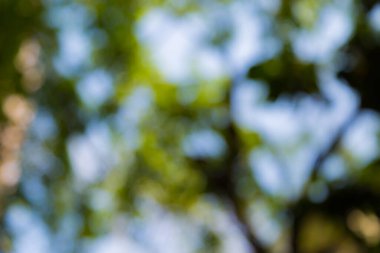 Doğal Bokeh arkaplanı bulanık