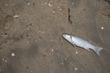 Kumsalda ölü balık var.