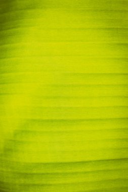 Taze yeşil yaprak arka planının klasik dokusu