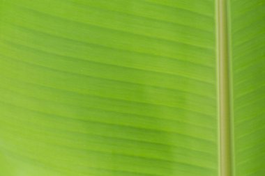 Arkaplan ışığının dokusu Taze yeşil Yaprak arka planı