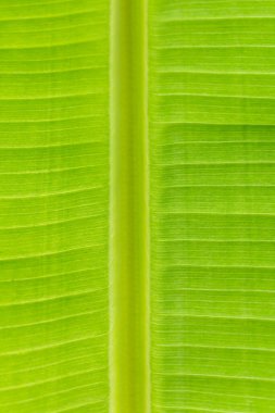 Arkaplan ışığının dokusu Taze yeşil Yaprak arka planı