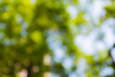 Doğal Bokeh arkaplanı bulanık