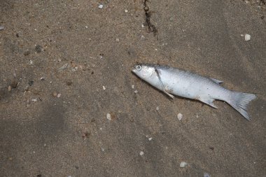 Kumsalda ölü balık var.