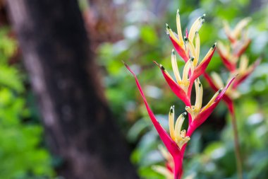 Helikonya çiçeği, cennet kuşu yeşil yapraklı çiçek.