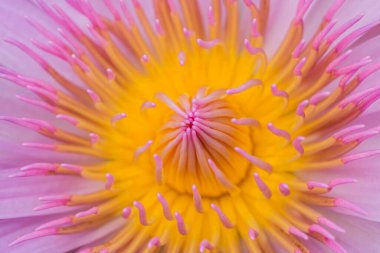 Doğada pembe nilüfer çiçeğinin sarı poleni