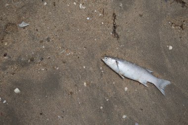 Kumsalda ölü balık var.