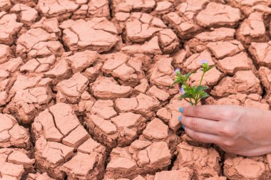 Dünya 'ya yardım etmek için yeryüzündeki çiçek bahçesiyle uğraşan insanlar.
