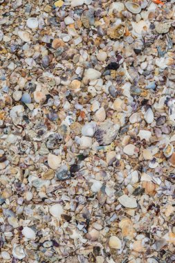 Kum zemininde deniz kabuğu koleksiyonu