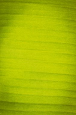 Taze yeşil yaprak arka planının klasik dokusu