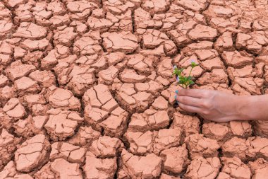 Dünya 'ya yardım etmek için yeryüzündeki çiçek bahçesiyle uğraşan insanlar.