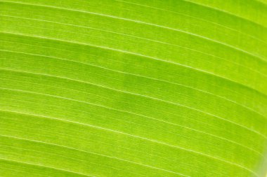 Arkaplan ışığının dokusu Taze yeşil Yaprak arka planı