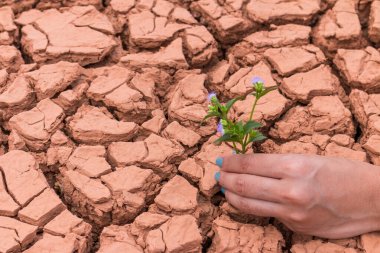 Dünya 'ya yardım etmek için yeryüzündeki çiçek bahçesiyle uğraşan insanlar.