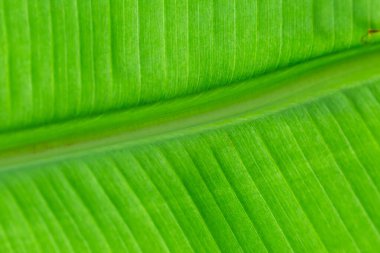 Arkaplan ışığının dokusu Taze yeşil Yaprak arka planı