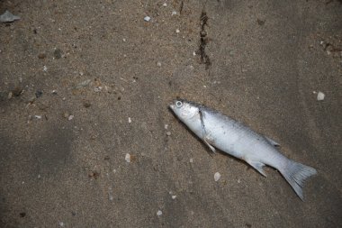 Kumsalda ölü balık var.