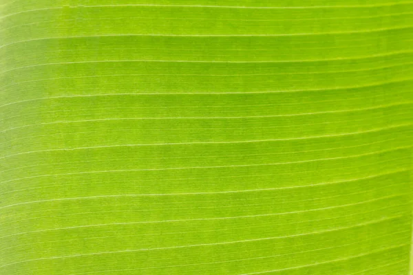 Arkaplan Işığının Dokusu Taze Yeşil Yaprak Arka Planı — Stok fotoğraf