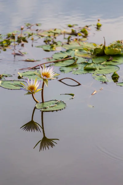 反射背景のある2つの蓮の花 — ストック写真