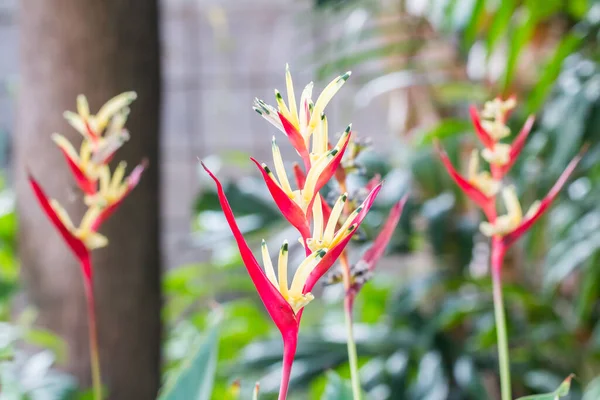 Helikonya Çiçeği Cennet Kuşu Yeşil Yapraklı Çiçek — Stok fotoğraf