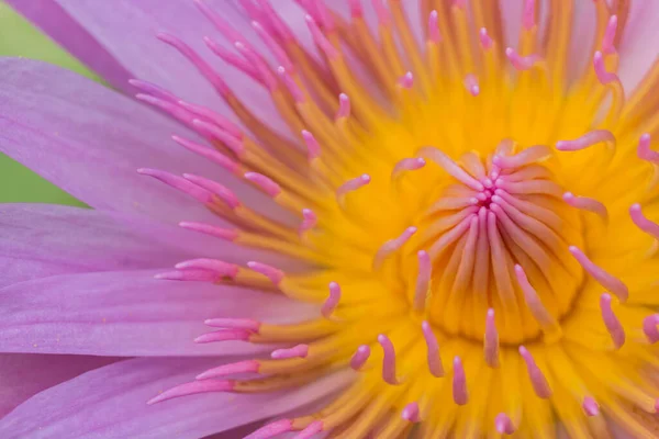 粉红莲花在自然界中的黄色花粉 — 图库照片