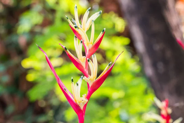 Цветок Геликонии Цветок Райской Птицы Зеленым Листом — стоковое фото